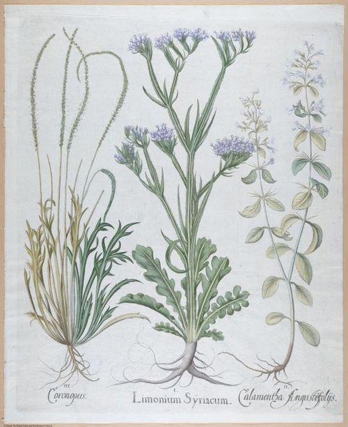E459 - Various Rich Breiman- i16997