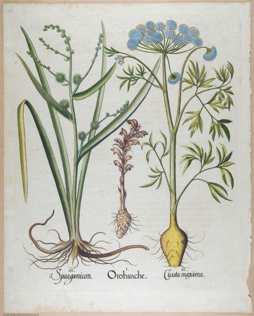 E459 - Various Rich Breiman- i17010