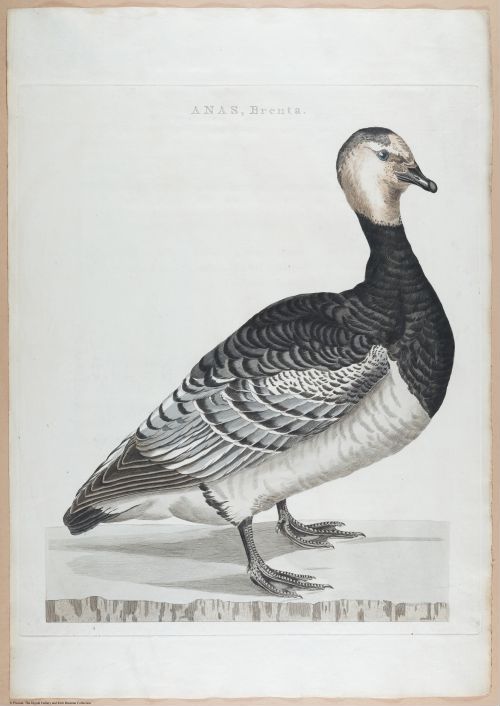E460 - Various Rich Breiman- i17023