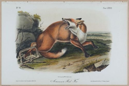 E388 - Audubon Animals - i17816