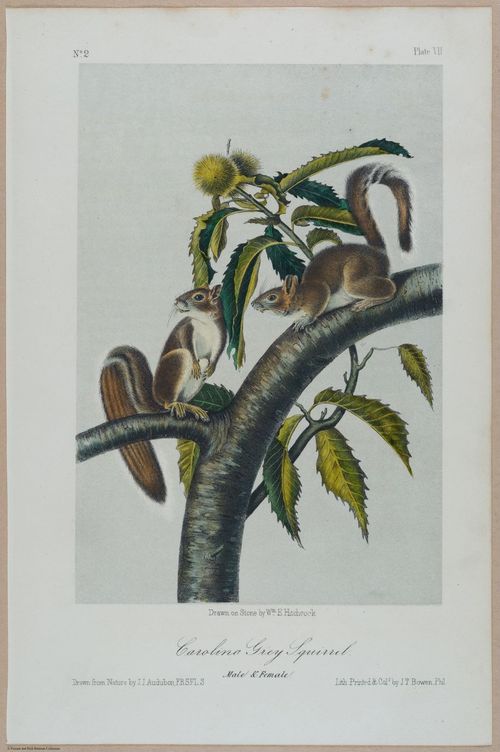 E388 - Audubon Animals - i17818