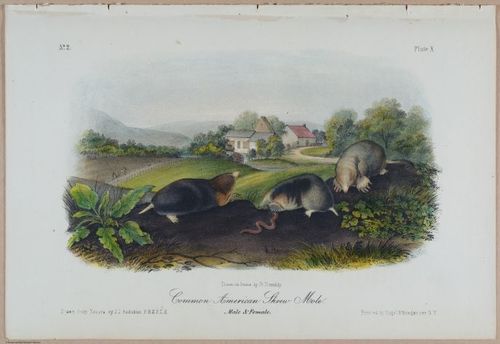 E388 - Audubon Animals - i17819