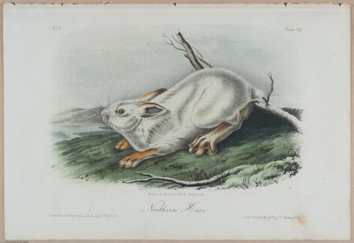 E388 - Audubon Animals - i17820