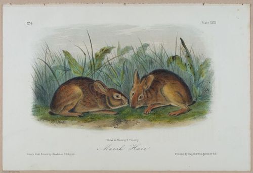 E388 - Audubon Animals - i17823