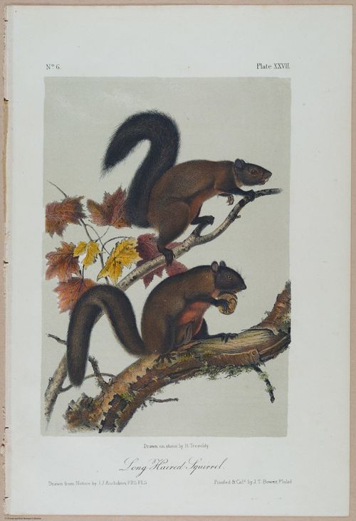 E388 - Audubon Animals - i17824