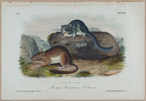 E388 - Audubon Animals - i17825