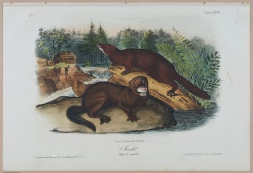 E388 - Audubon Animals - i17827