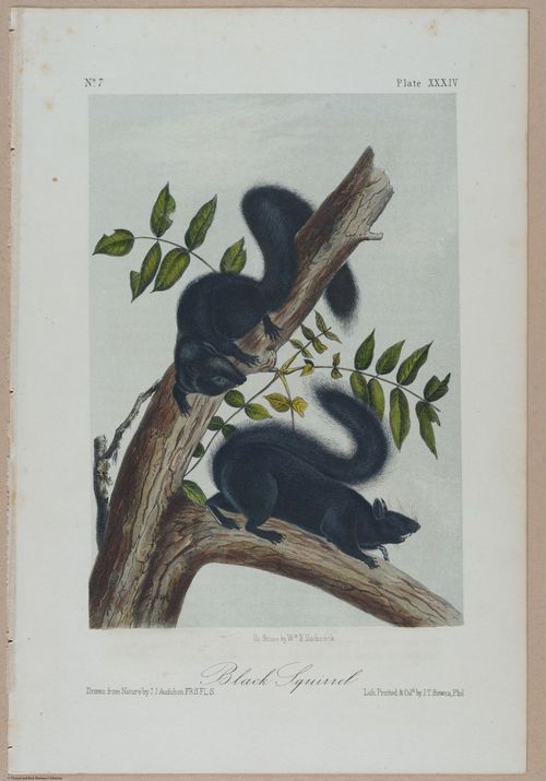 E388 - Audubon Animals - i17828