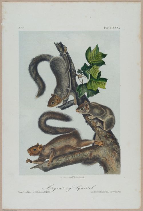 E388 - Audubon Animals - i17829