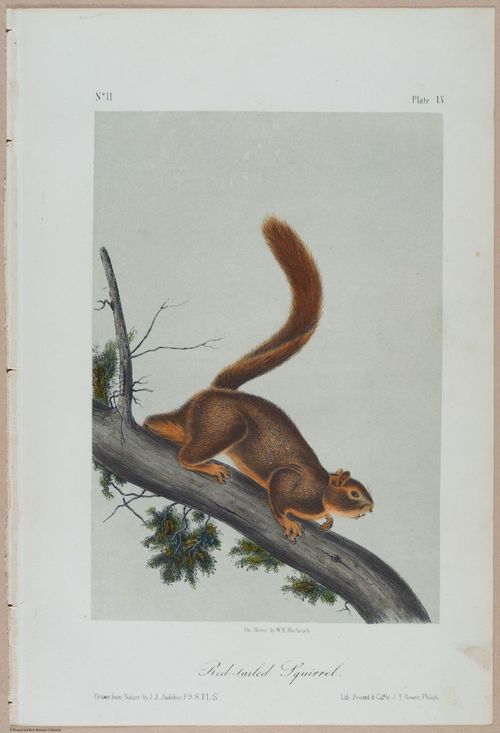 E388 - Audubon Animals - i17837