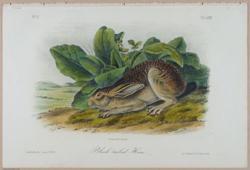 E388 - Audubon Animals - i17839
