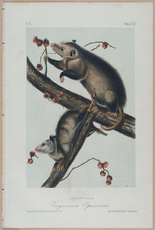 E388 - Audubon Animals - i17840