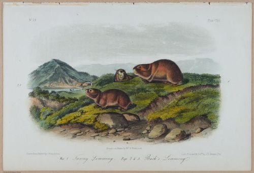E388 - Audubon Animals - i17841