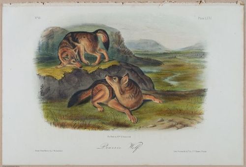 E388 - Audubon Animals - i17842