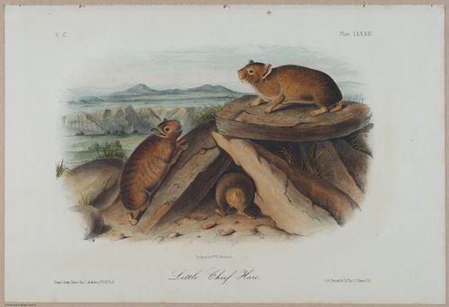 E388 - Audubon Animals - i17846