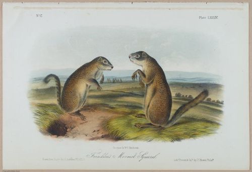 E388 - Audubon Animals - i17848