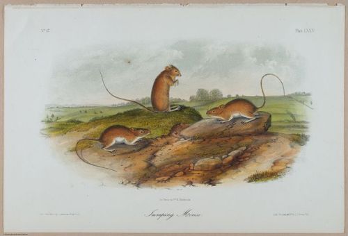 E388 - Audubon Animals - i17849