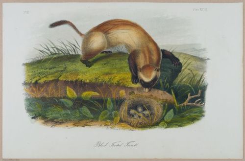 E388 - Audubon Animals - i17852