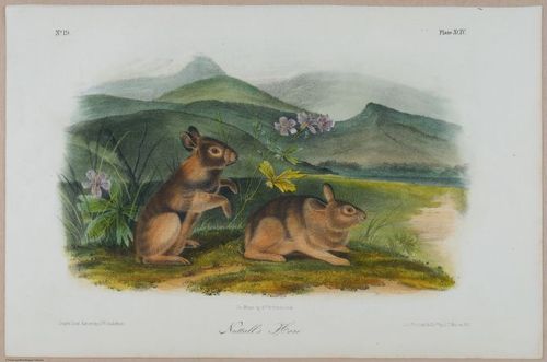 E388 - Audubon Animals - i17853