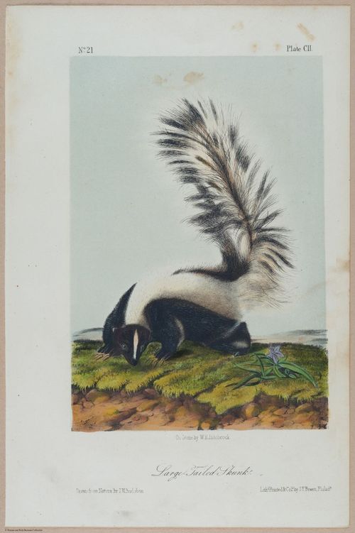 E388 - Audubon Animals - i17856