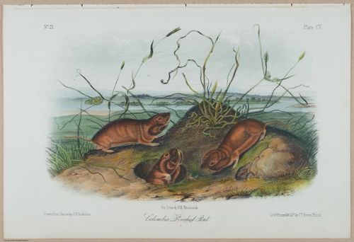 E388 - Audubon Animals - i17858