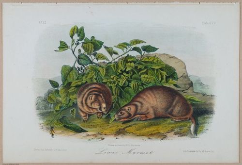E388 - Audubon Animals - i17859