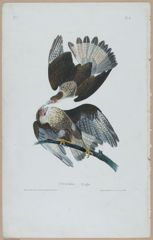 Caracara Eagle - i17864