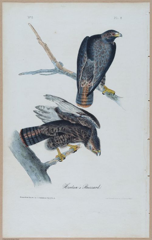 Harlan's Buzzard - i17866