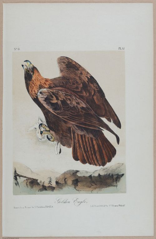 Golden Eagle - i17867
