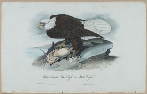 Bald Eagle - i17868