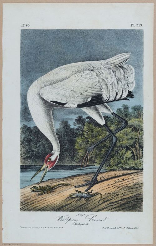 Whooping Crane - i17869
