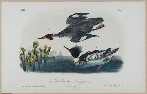 Red-Breasted Merganser - i17870