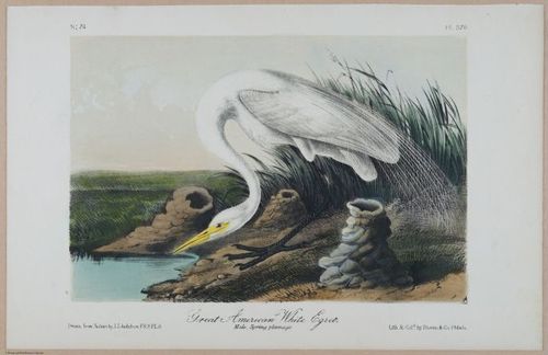 Great American White Egret - i17871