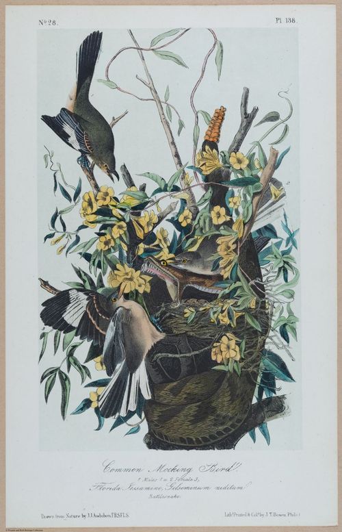 Common Mocking Bird - i17872