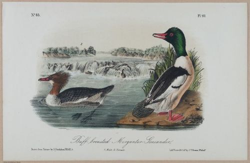 Buff-breasted Meganter-Goosander - i17877