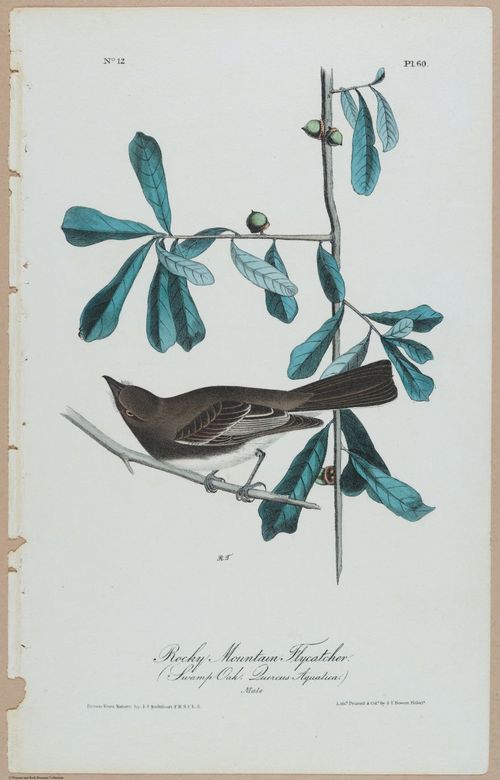 Rocky Mountain Flycatcher (Swamp-Oak Duercus Aquatica) - i17879