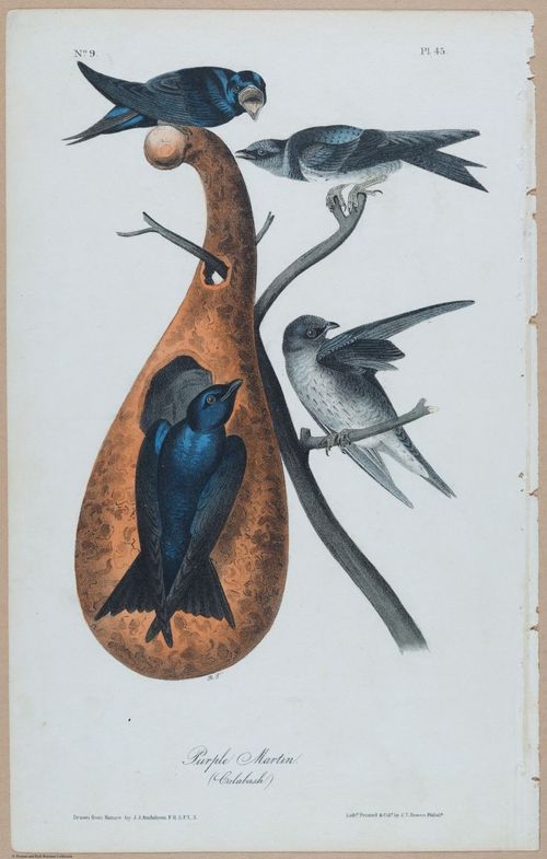 Purple Martin - i17880
