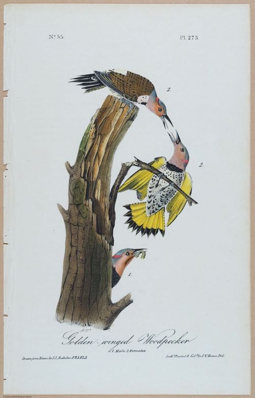 Golden-Winged Woodpecker - i17883
