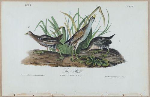 Sora Rail - i17885