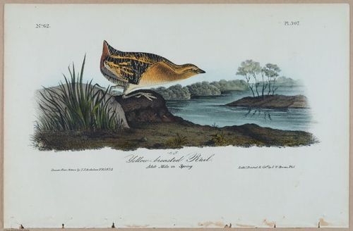 Yellow-Breasted Rail - i17886