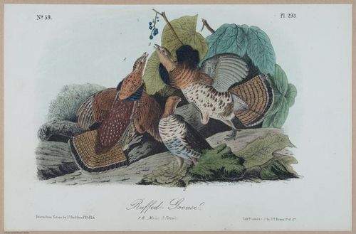 Ruffed Grouse - i17887
