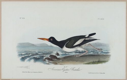 American Oyster-Catcher - i17890