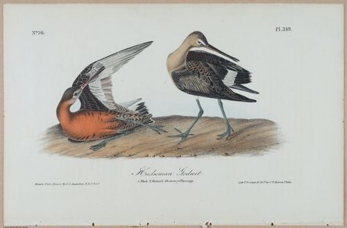 Hudsonian Godwit - i17892