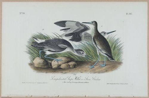 Semipalmated Snipe Willet or Stone Curlew - i17893