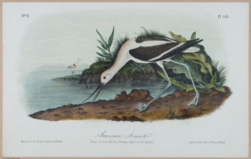 American Avocet - i17894