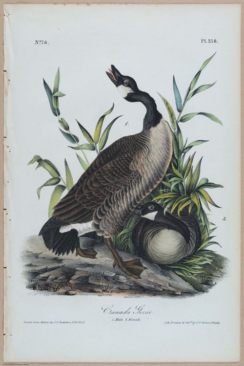 Canada Goose - i17898