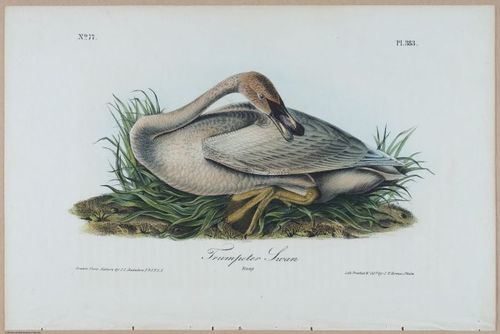 Trumpeter Swan (Young) 1 - i17899