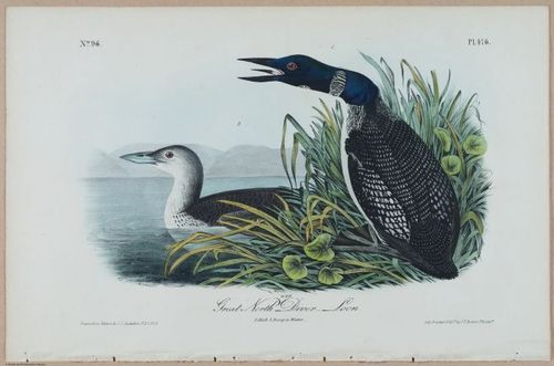 Great North Diver-Loon - i17903