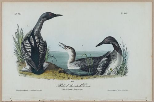 Black-throated Diver - i17905
