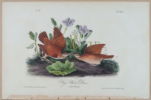 Key-West Dove - i17907